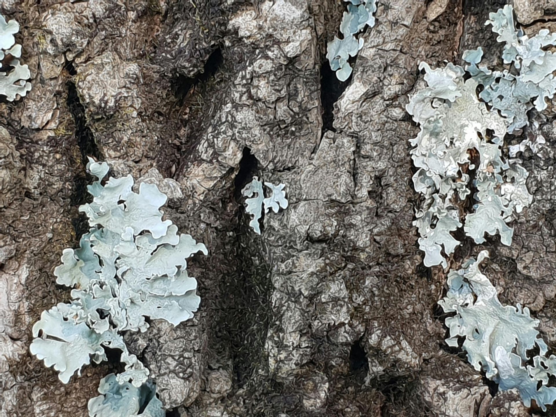 Close-up of rough tree bark with pale gray lichen patches