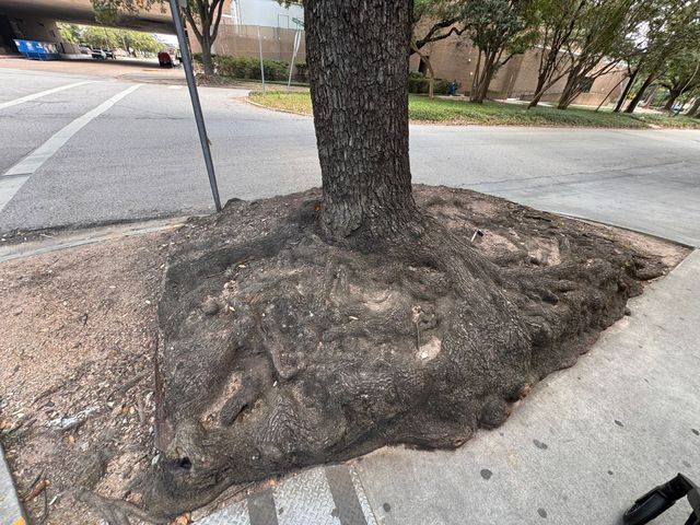 Understanding Roots: How They Affect Your Yardscape and FAQ's