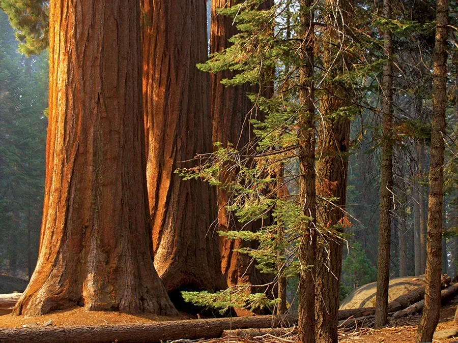 Massive redwood trees in a sunlit forest with green foliage and fallen logs