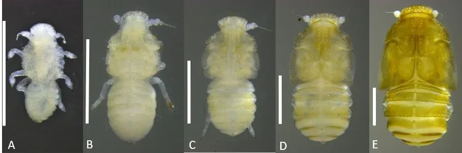 Five pale yellow insect specimens shown side by side on a dark background, labeled A to E.