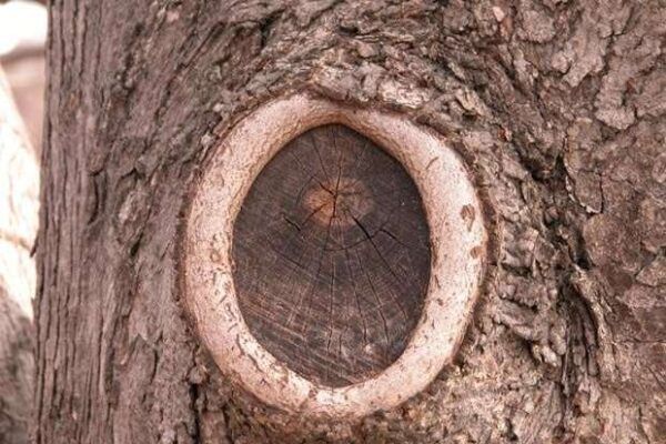 CODIT: A Trees Healing