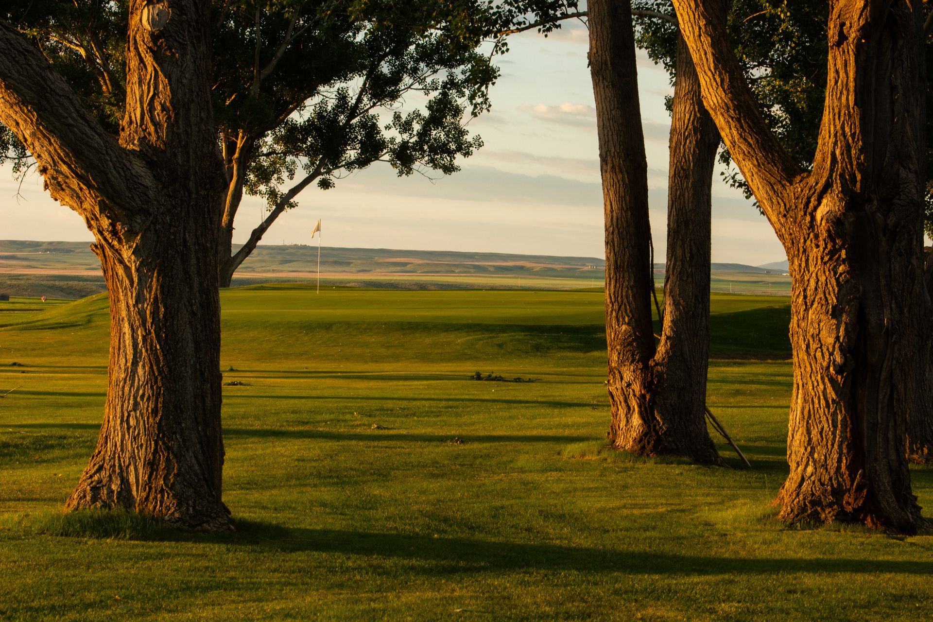 A golf course green in the distance framed by three large, sunlit tree trunks at sunset.