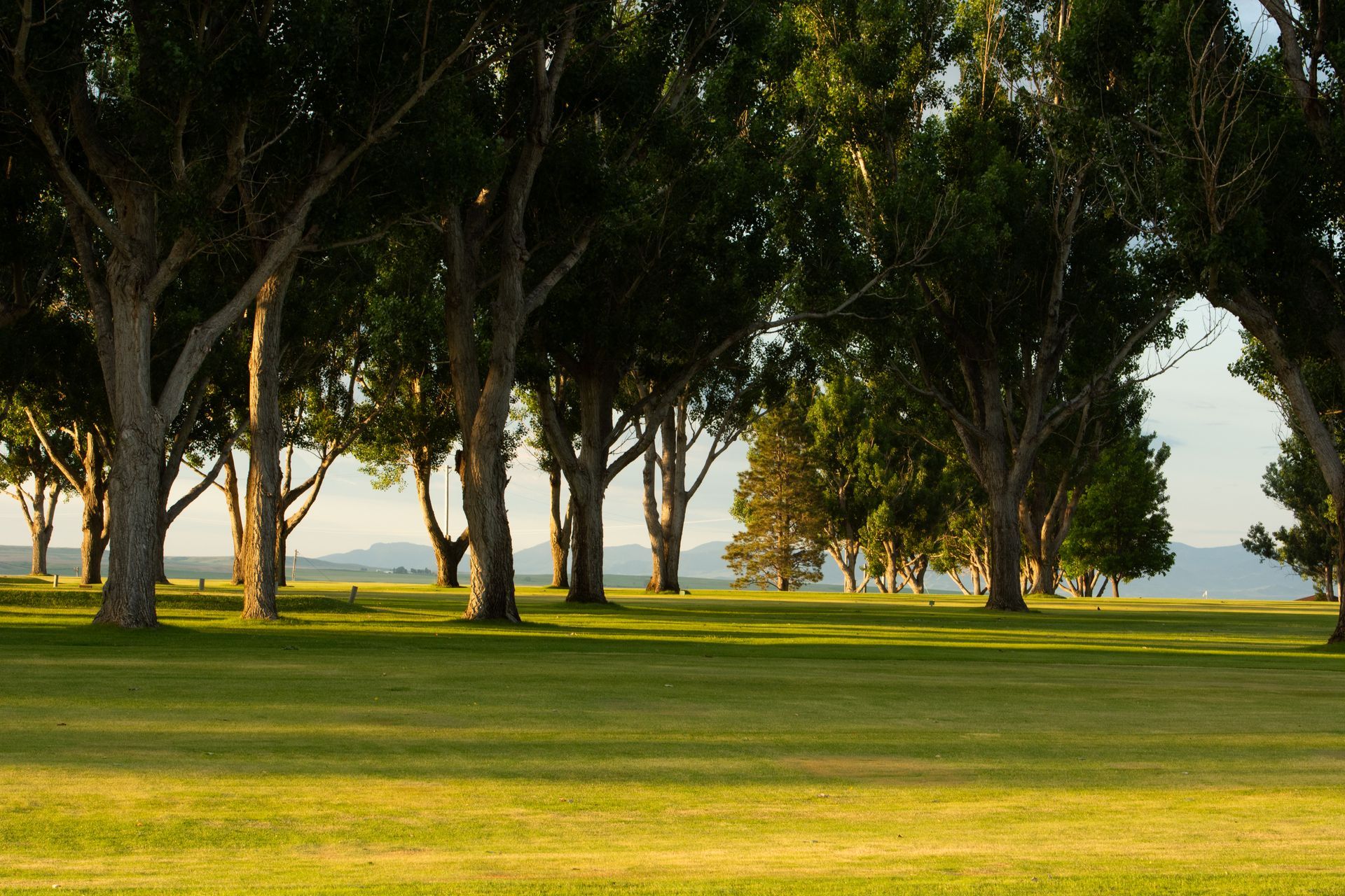 A scenic view of a grassy golf course fairway lined with mature, leafy green trees under a soft, golden light.