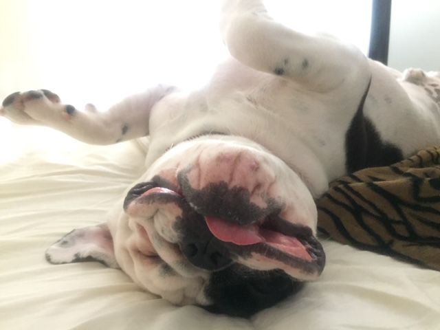A playful bulldog lying on its back on a bed, tongue out, with a relaxed and joyful expression.