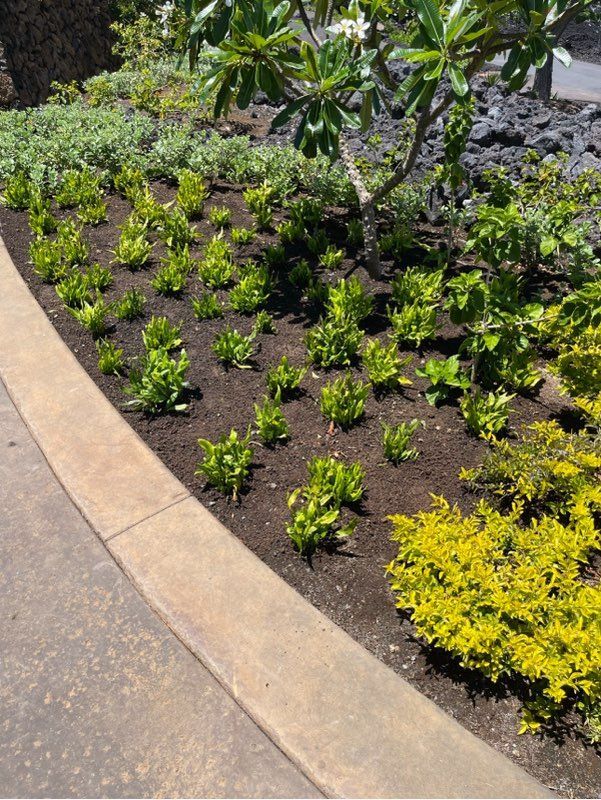 A garden with lots of green plants and yellow shrubs