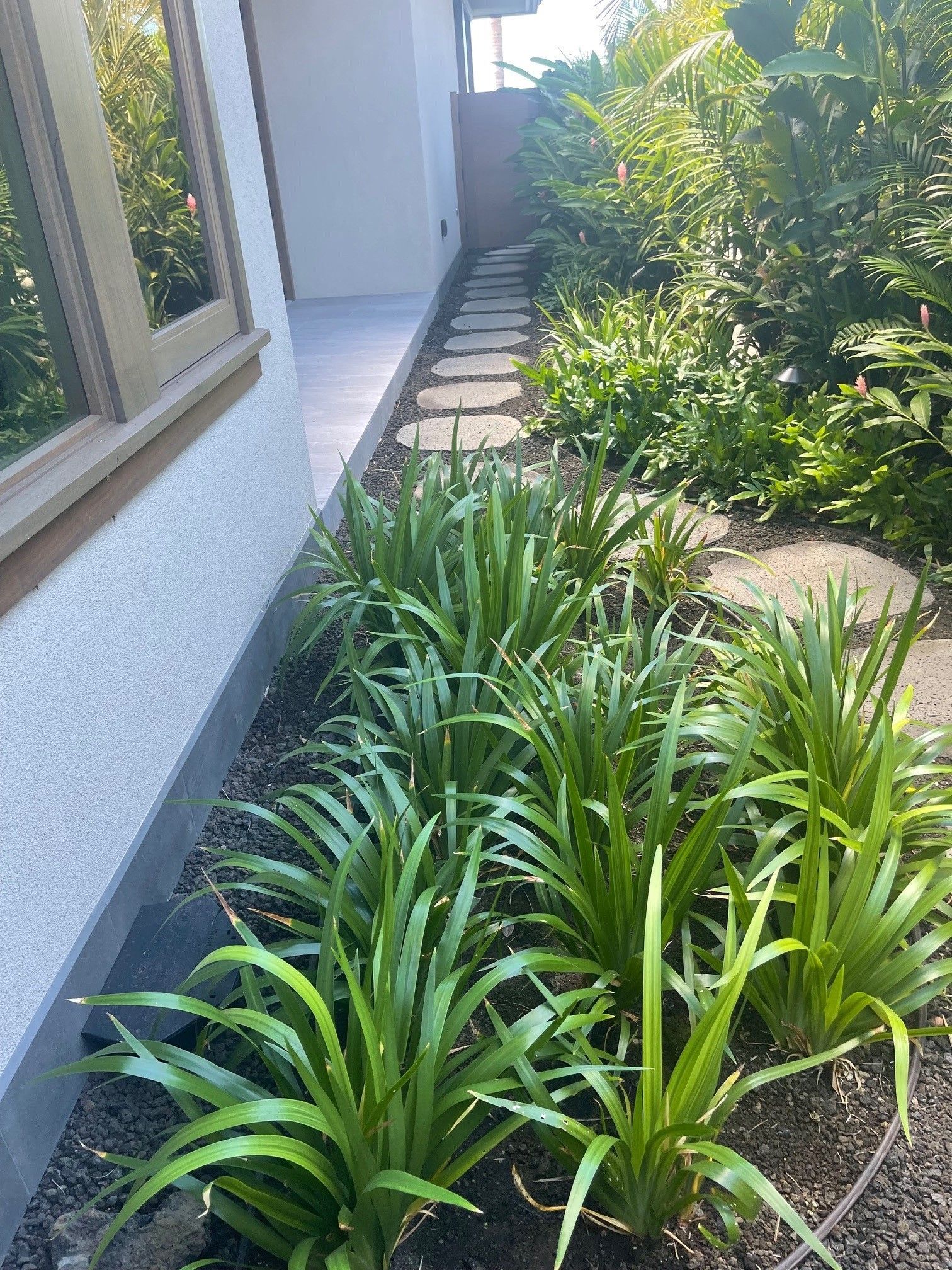 A row of plants growing on the side of a house next to a walkway