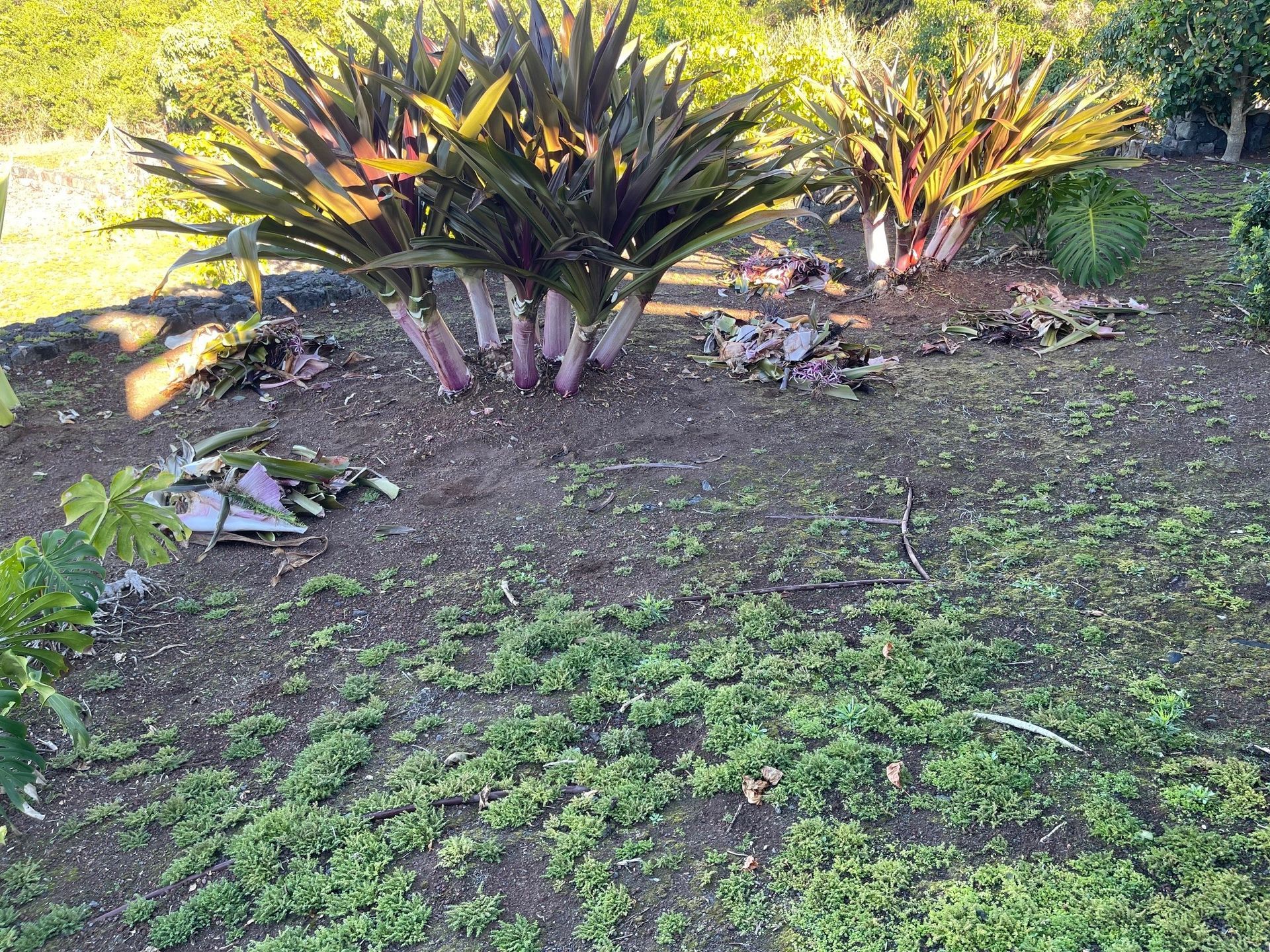 A bunch of plants are growing in the dirt in a garden