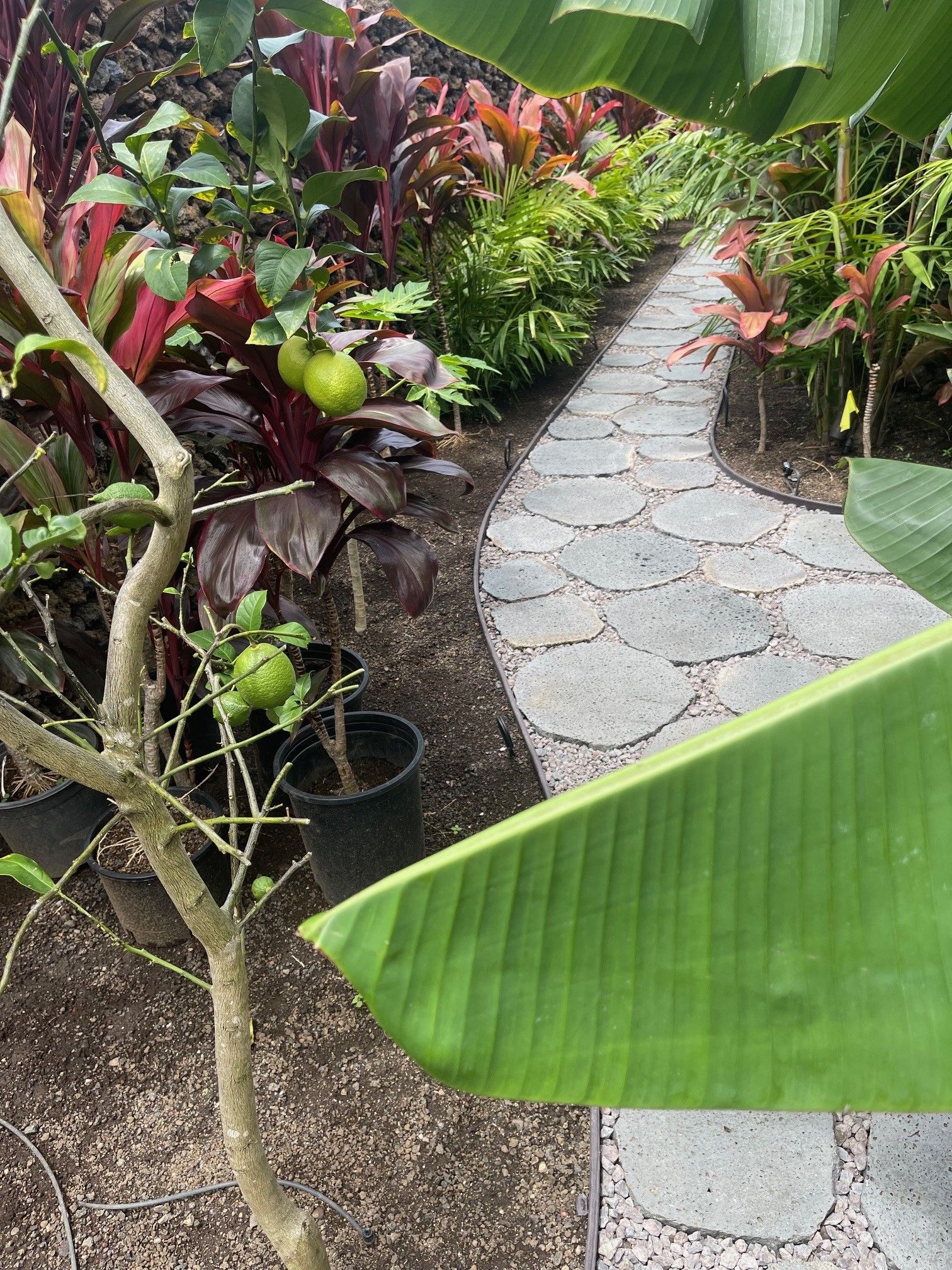 Landscape Design