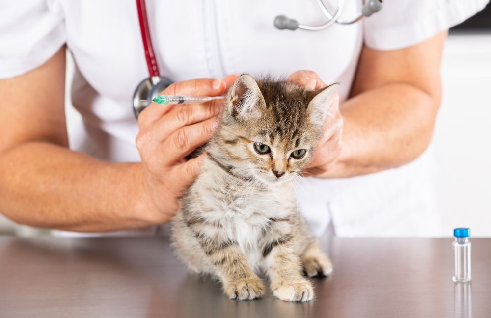 Veterinarian Giving a Kitten an Injection on a Silver Table — University Avenue Veterinary Hospital in Durack, NT
