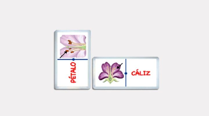 DOMINÓ JR. PARTES DE LA FLOR