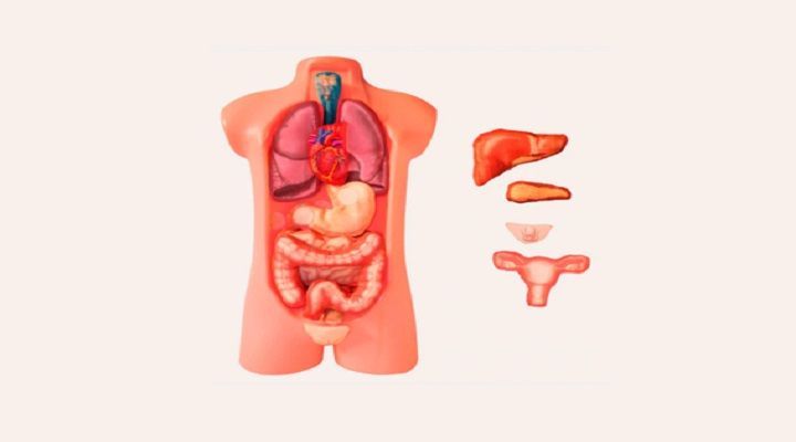 JUEGO DE TORSO