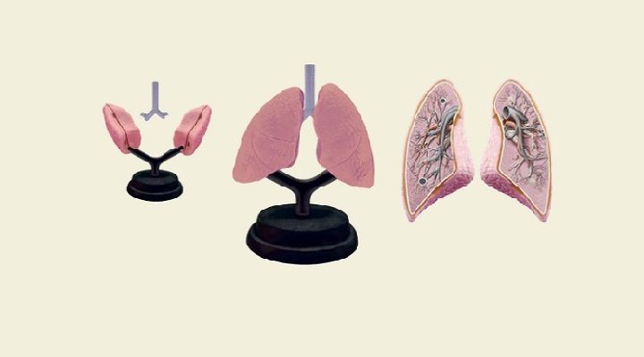 SISTEMA RESPIRATORIO