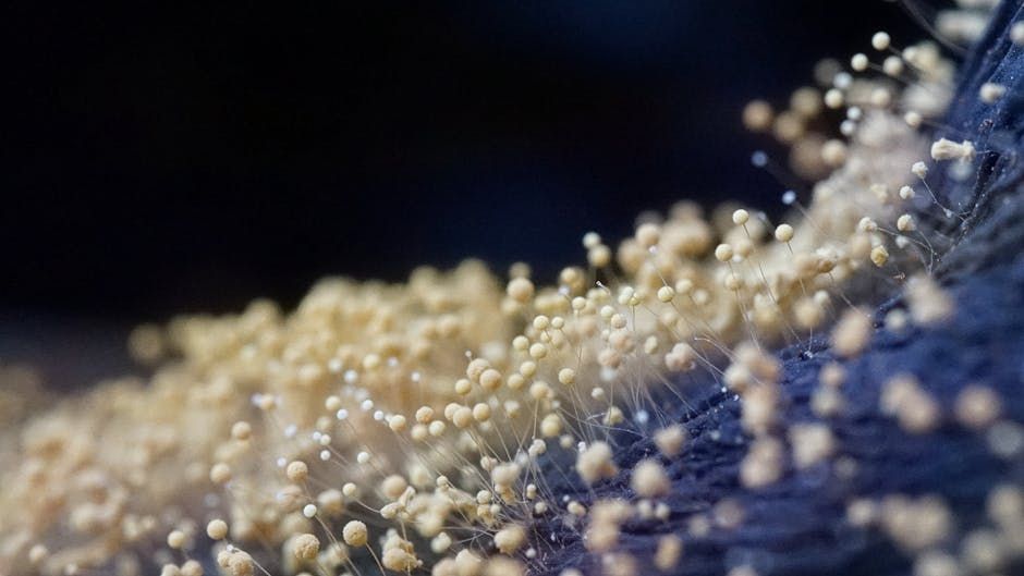 mold growth and heavy dust buildup inside a residential air duct - furnace cleaning duct