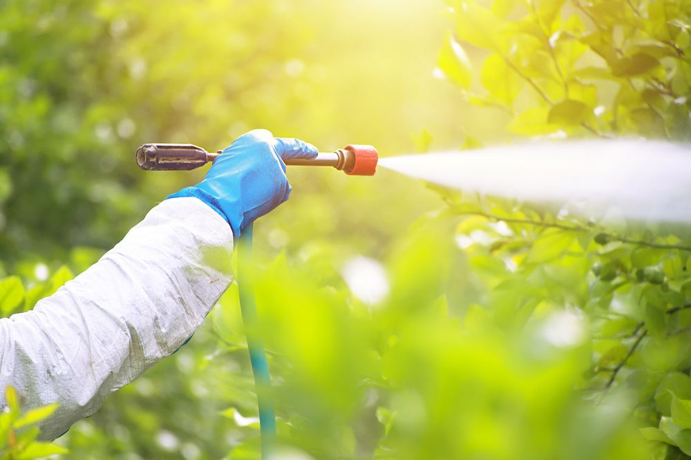 A person is spraying a plant with a sprayer.