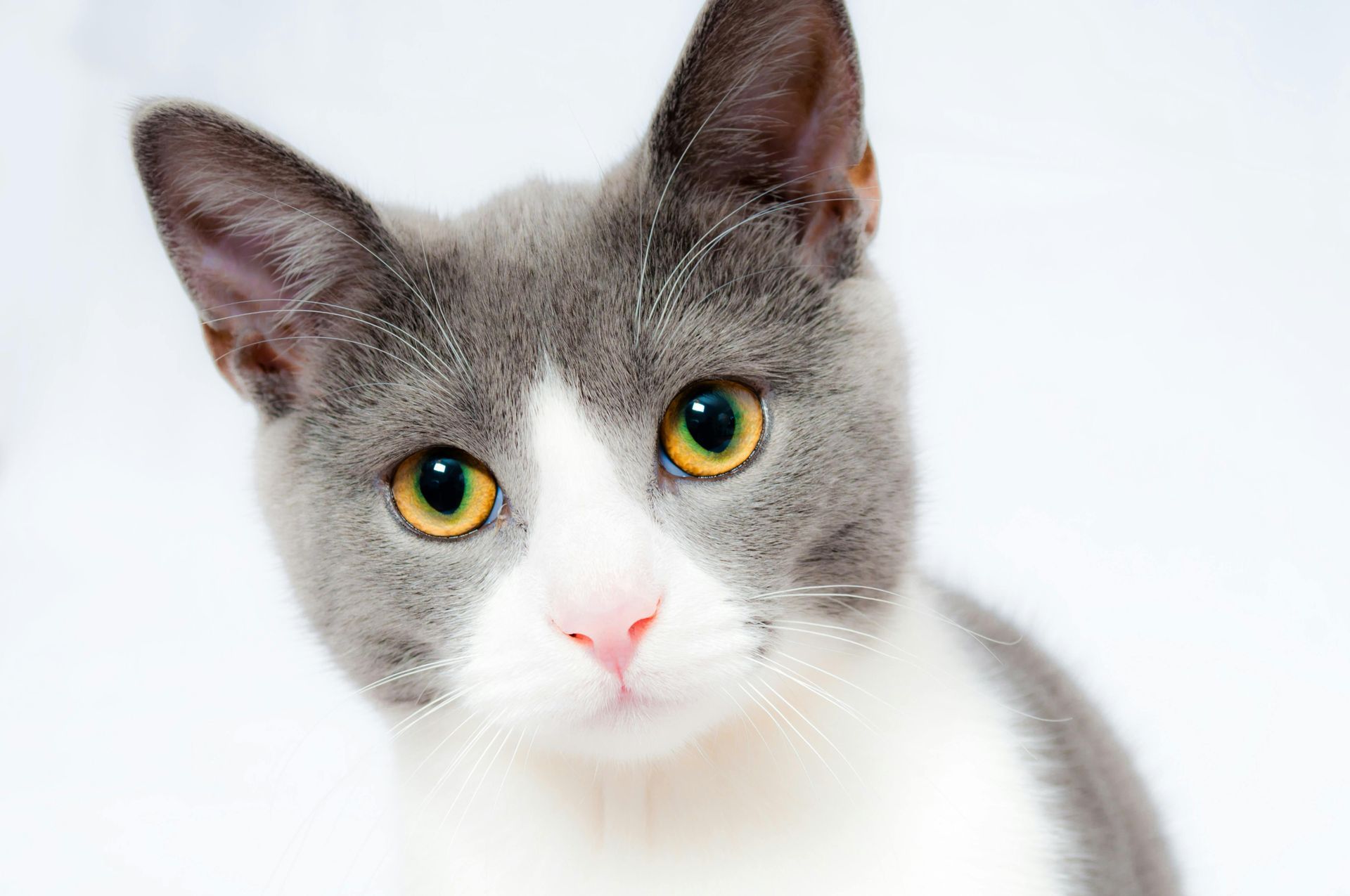 Cat Insurance