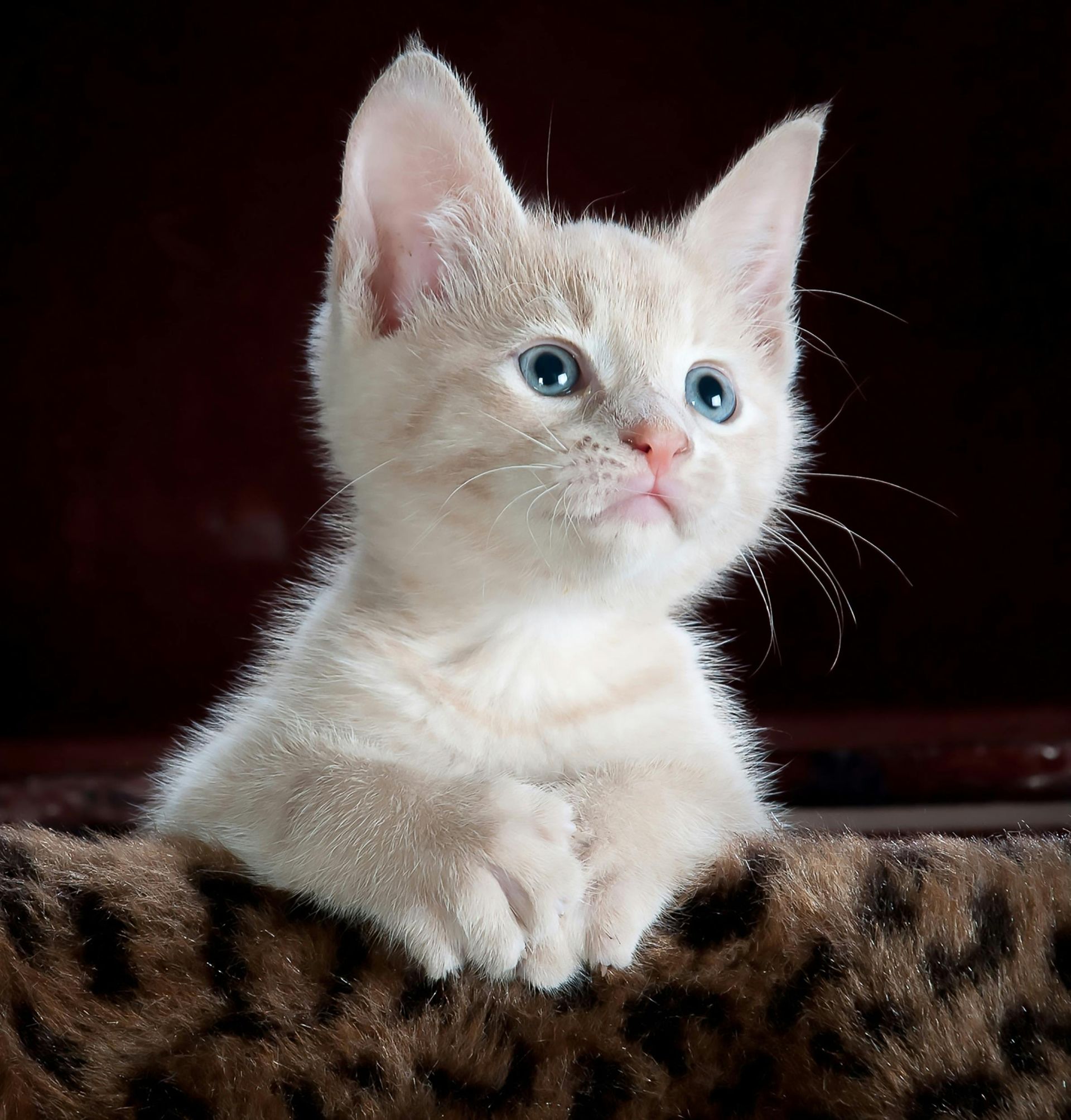 Cat Insurance