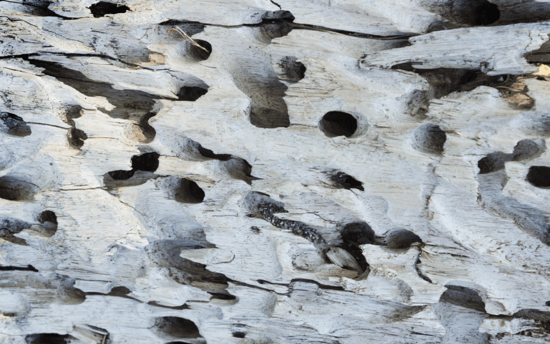 3 Common Wood-Boring Pests That Can Damage Your Trees | Gordon Pro Tree Service