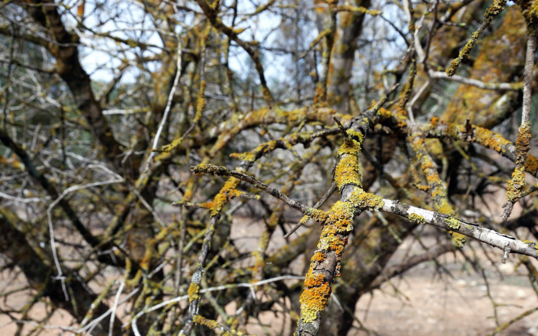 Do You Need Tree Removal Service? Here Are 6 Signs You Do! | Gordon Pro Tree Service
