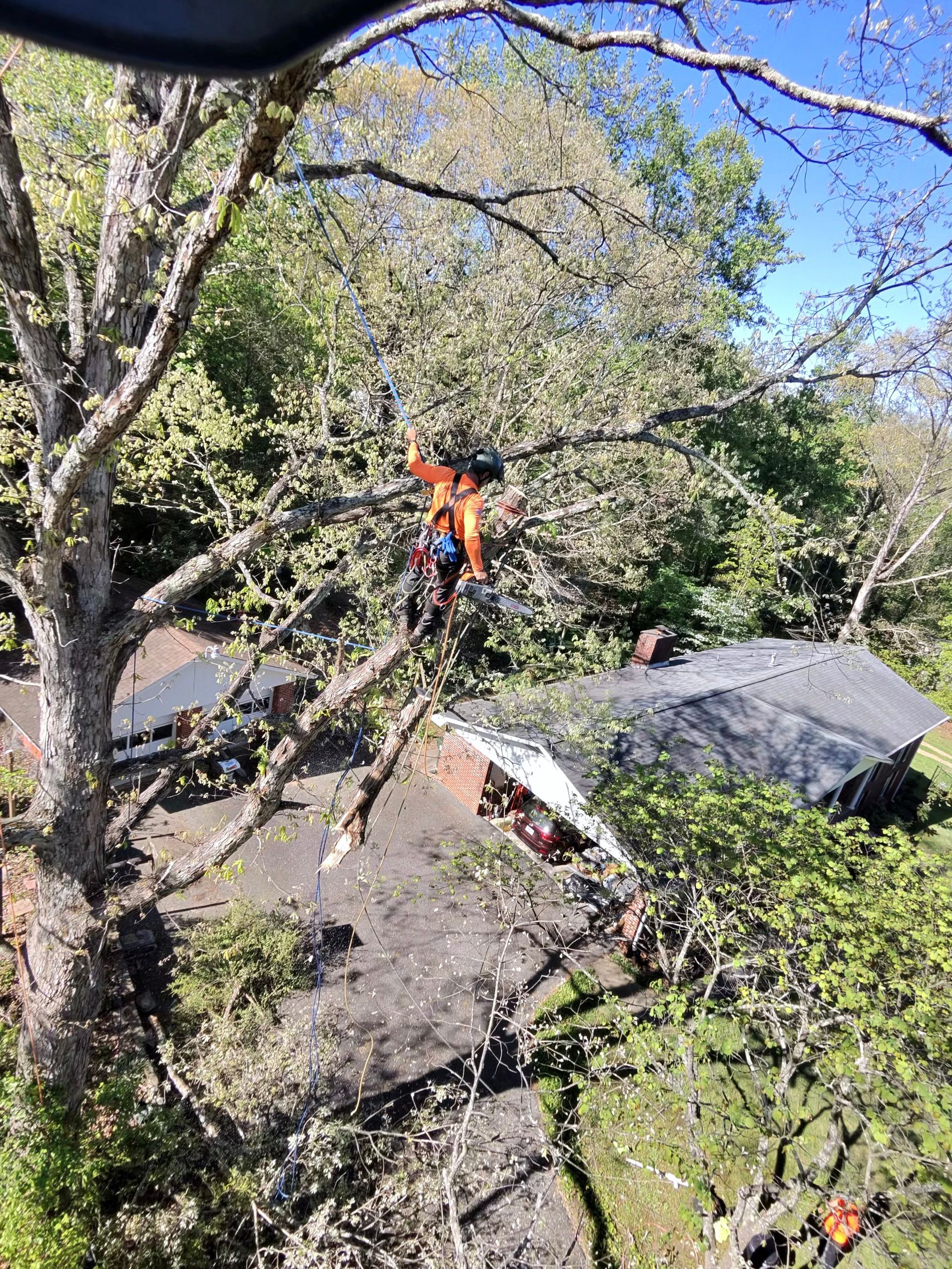 An arborist in high-visibility gear suspended by ropes, pruning branches from a tree above a house roof.