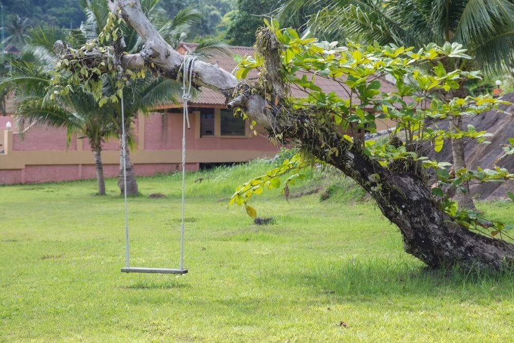 Let Gordon Pro Tree Service Help You Pick the Right Tree for the Tree Swing