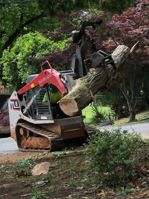 Tree Trimming and Pruning Services Image Eight | Gainesville, GA | Gordon Pro Tree Service