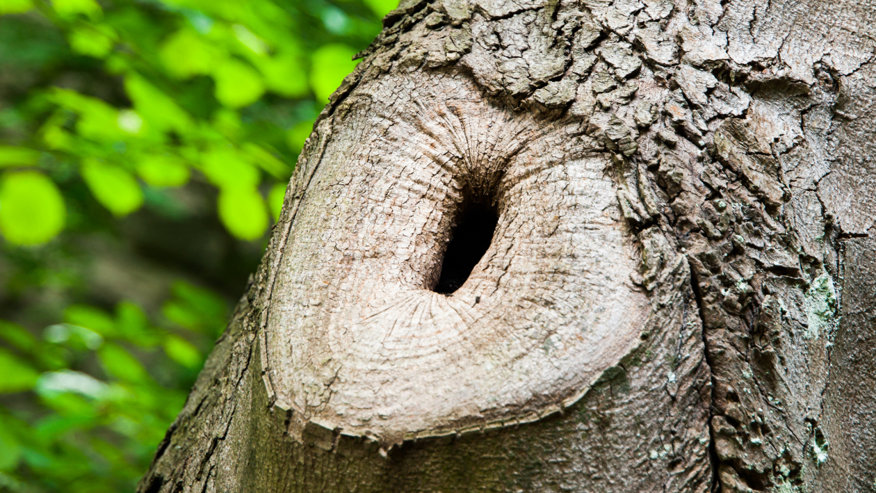 Things That Can Kill Your Beautiful Trees
