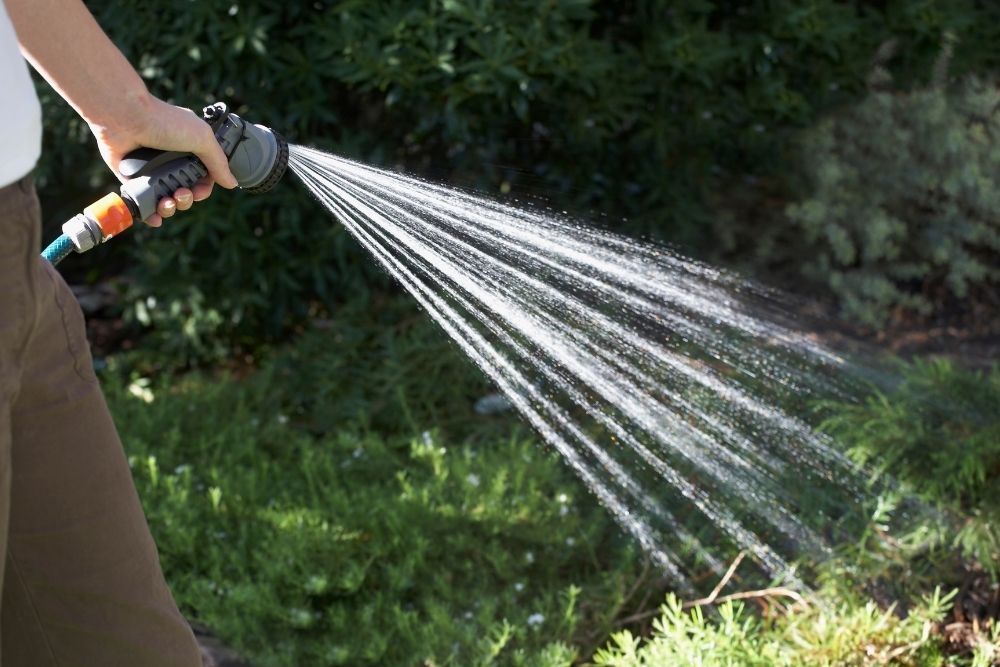 Three Signs You Are Overwatering Your Trees