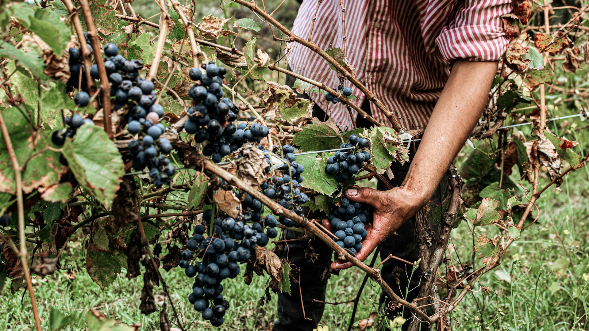 Person in striped shirt harvests dark grapes from a vine.