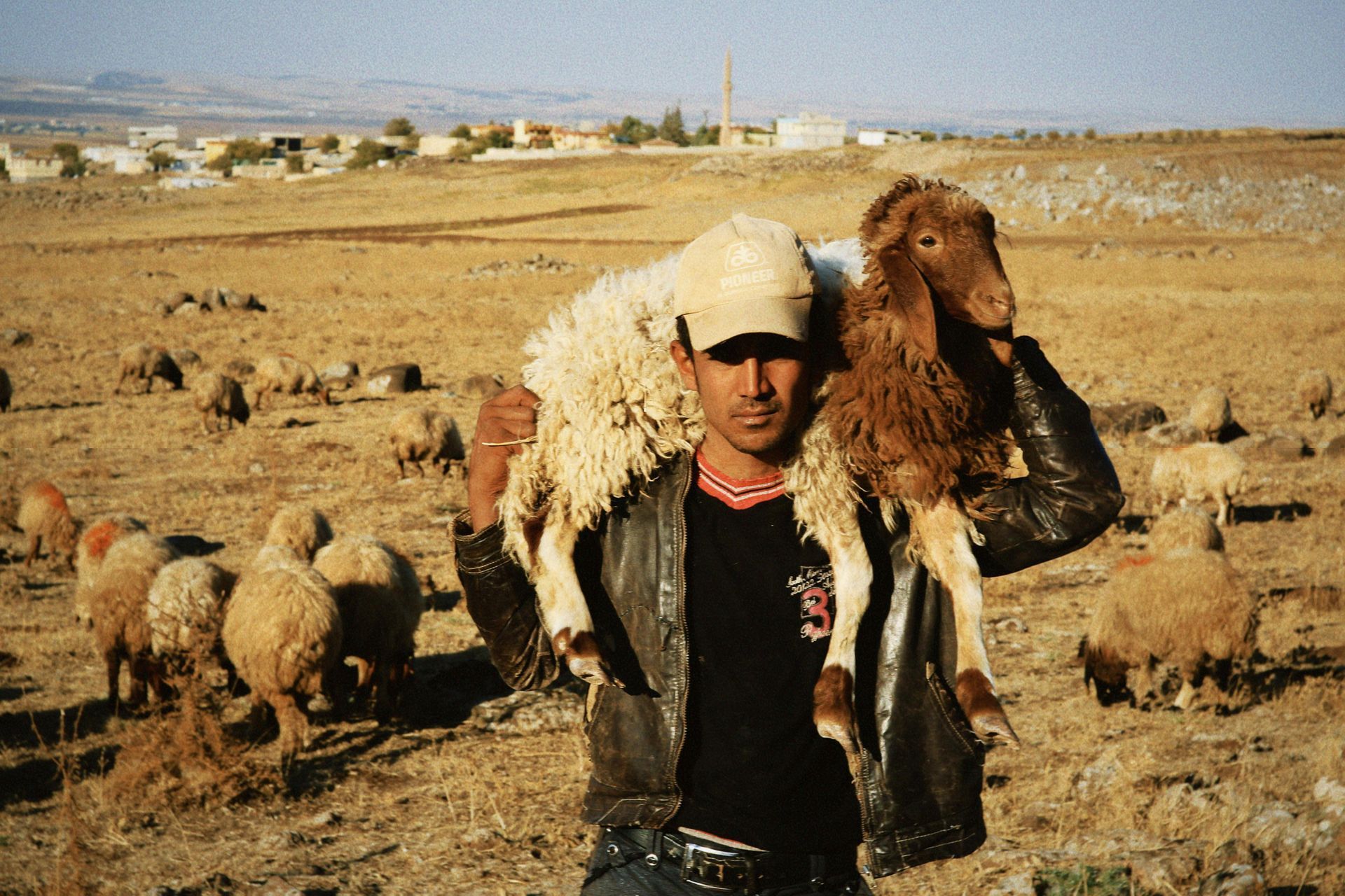 Shepherd carrying a sheep over his shoulder, surrounded by a flock on a dry, open field.