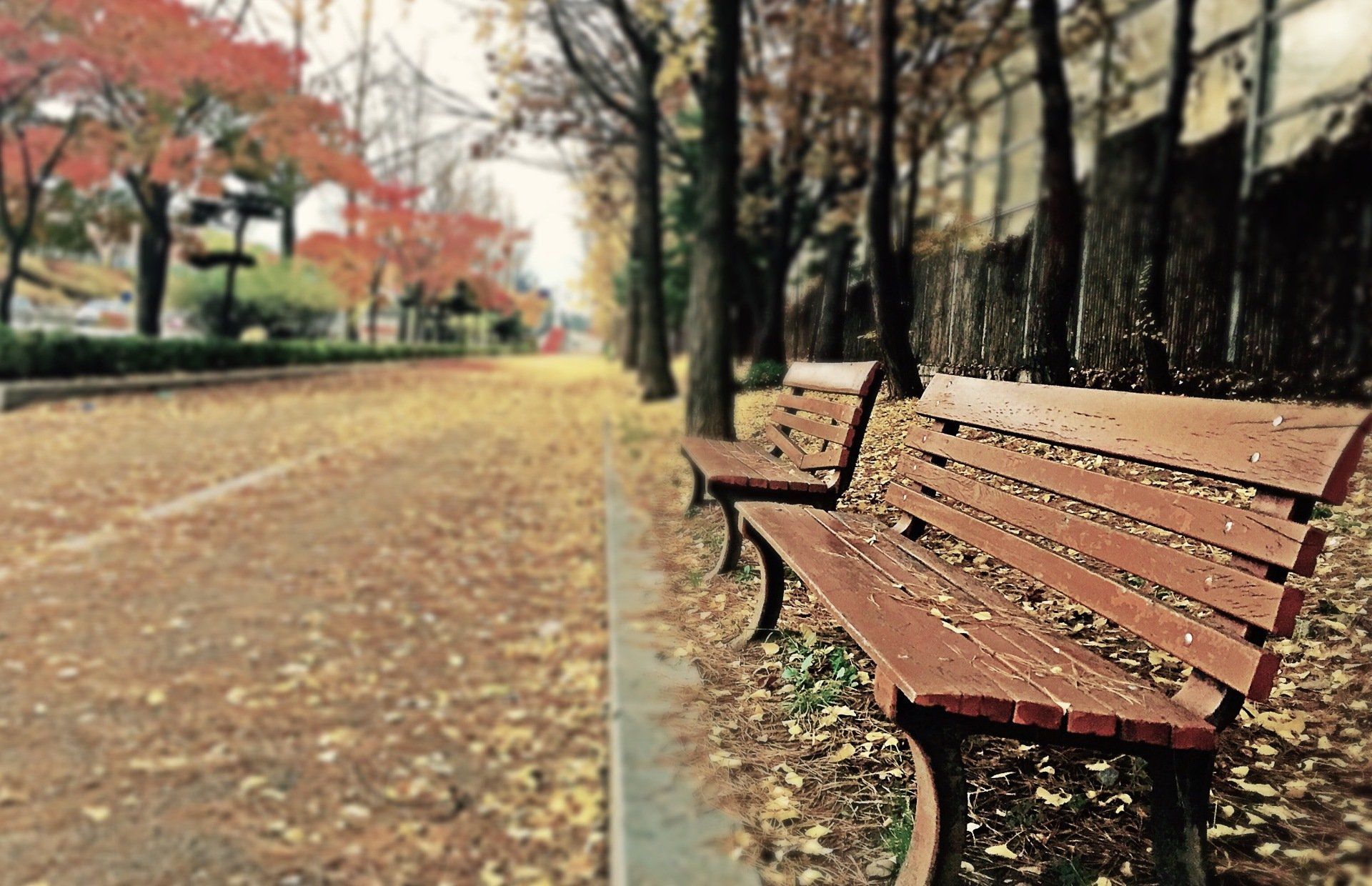 Park bench covered in leaves, along a path lined with fall trees; a blurred background.