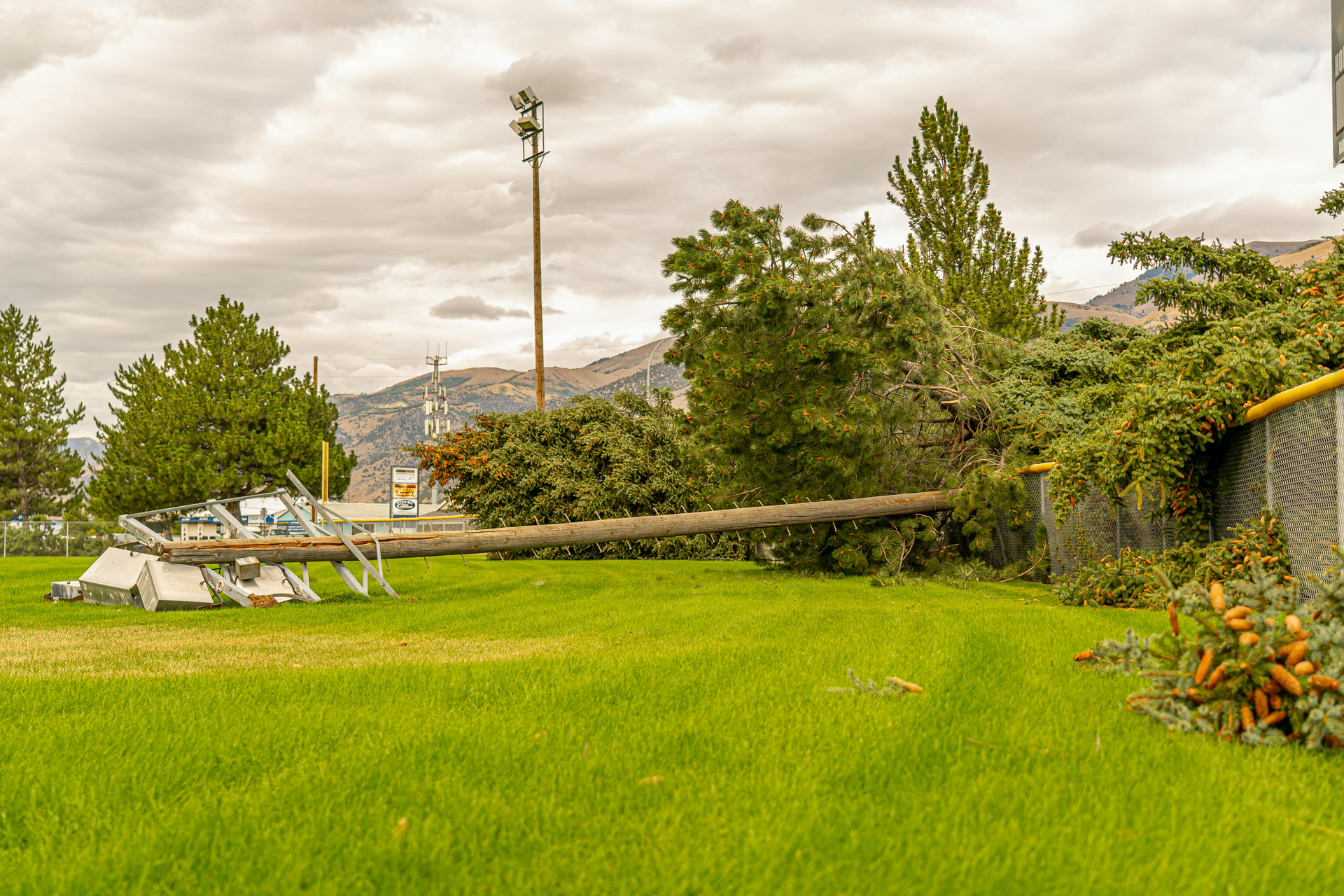A fallen tree on a green lawn with a fence and a cell tower in the background under a cloudy sky.