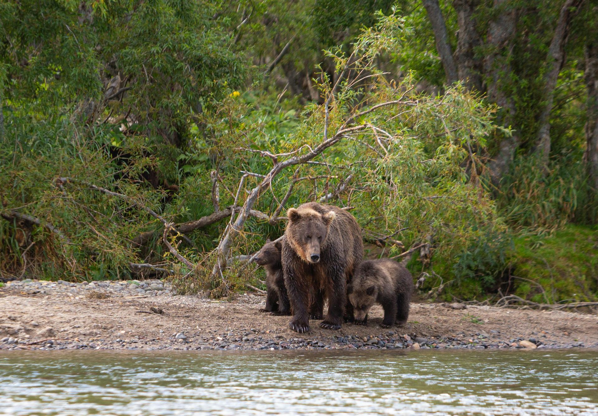 Brown bear and two cubs on a sandy bank near water and lush greenery.