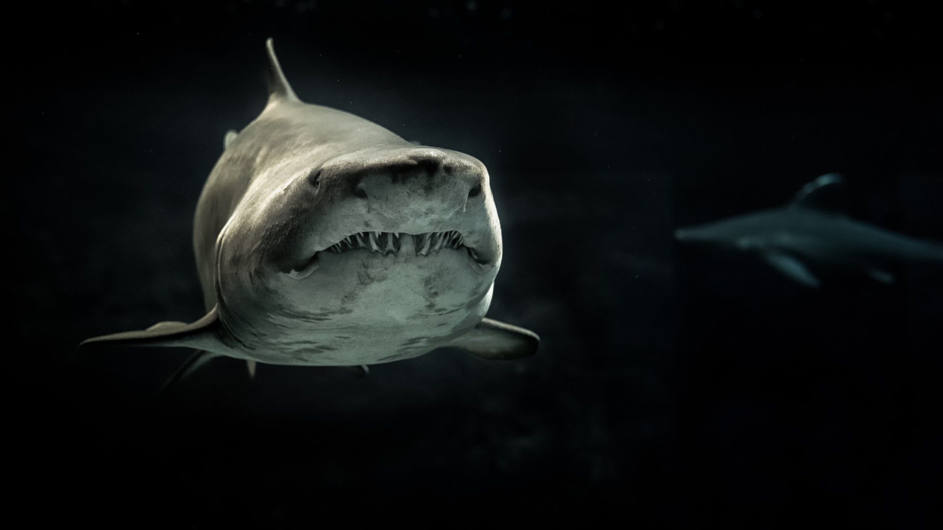 Shark swimming towards the camera in dark water, other shark blurry in background.