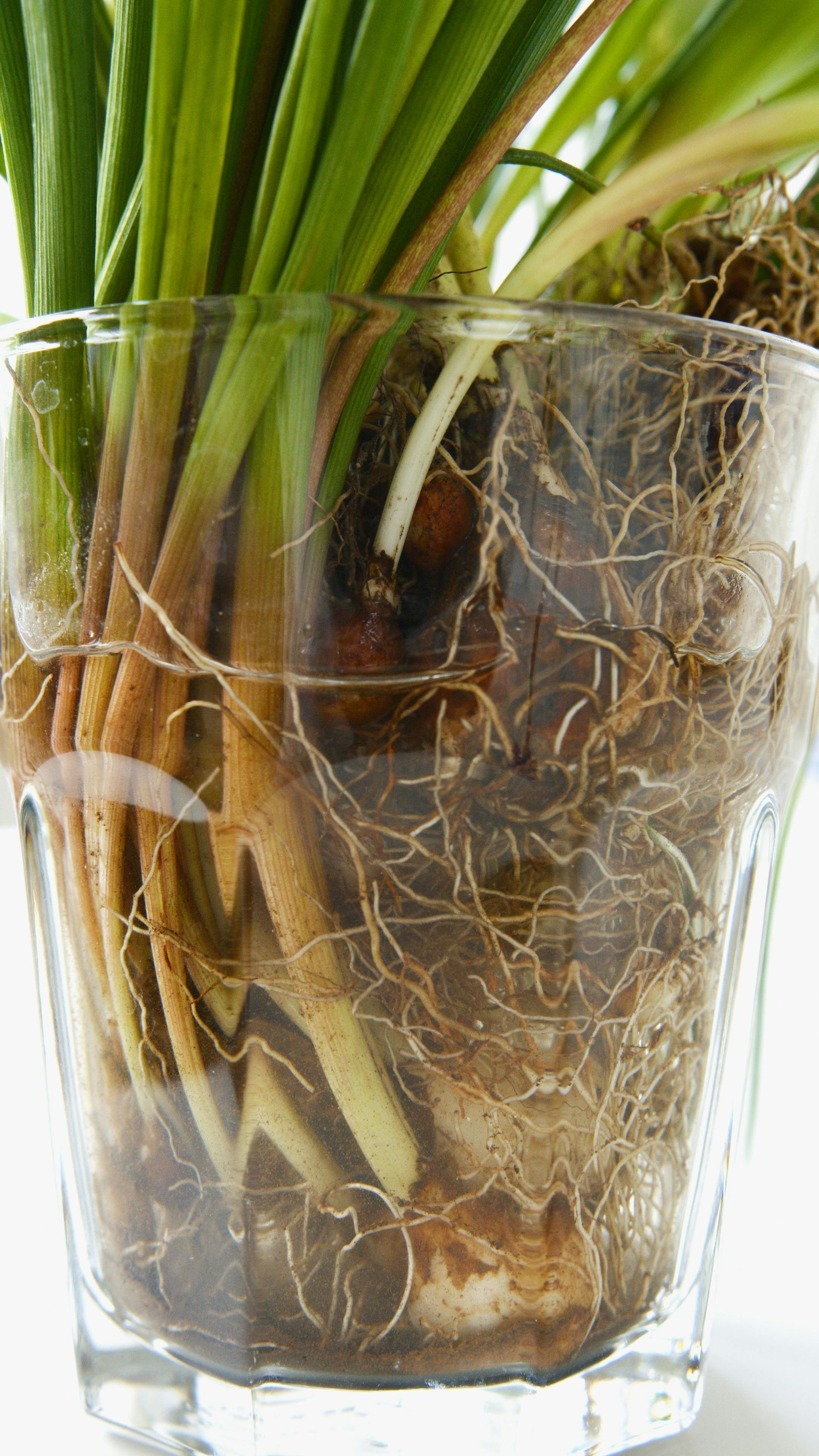Plant with roots and bulb visible in a clear glass, with green leaves emerging.