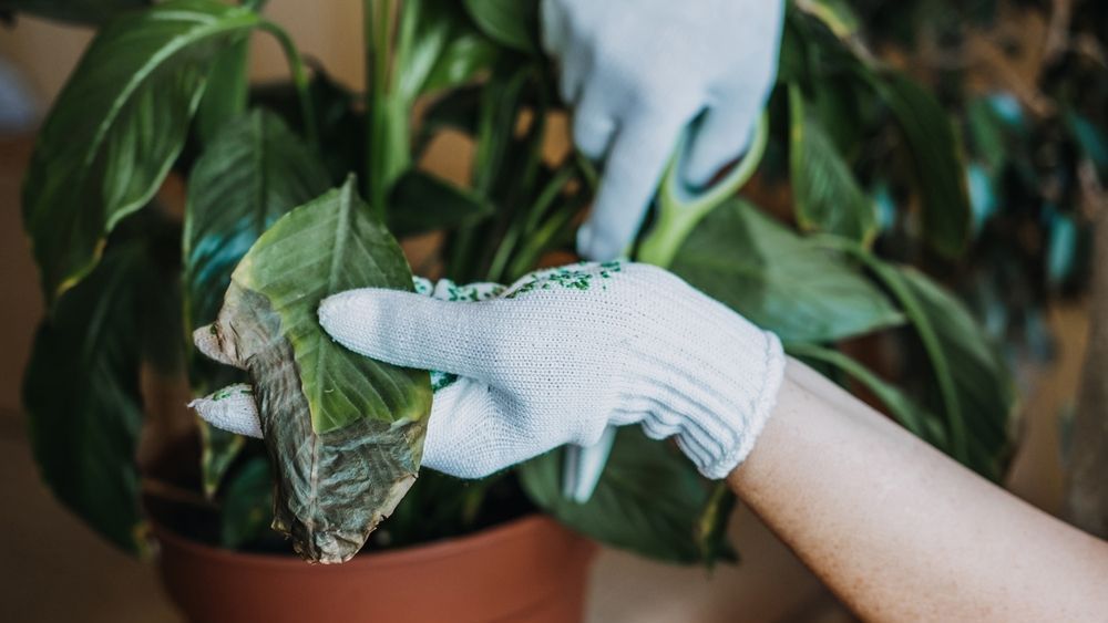 dying plant