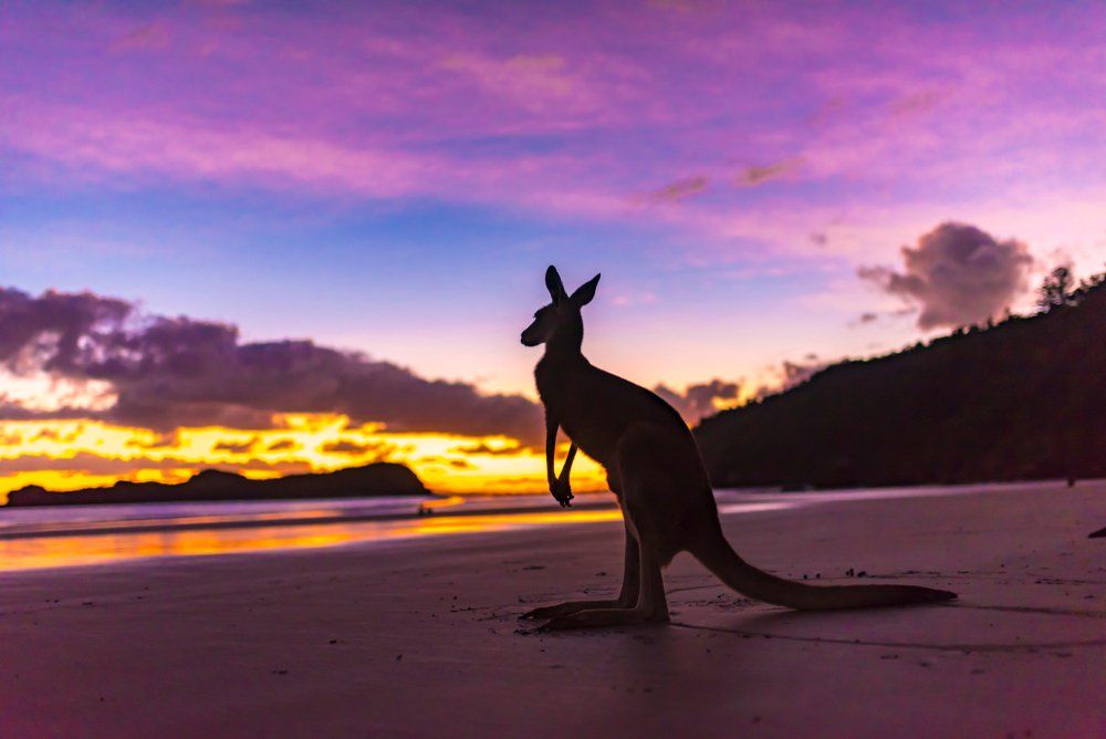 Kangaroo Sunrise Mackay — Total Sealing Works Whitsundays in Bundaberg, QLD