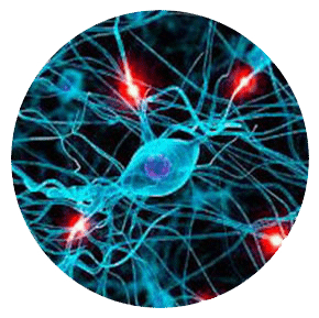 NEUROCIENCIAS DR. GERARDO QUIÑONES - Narcolepsia