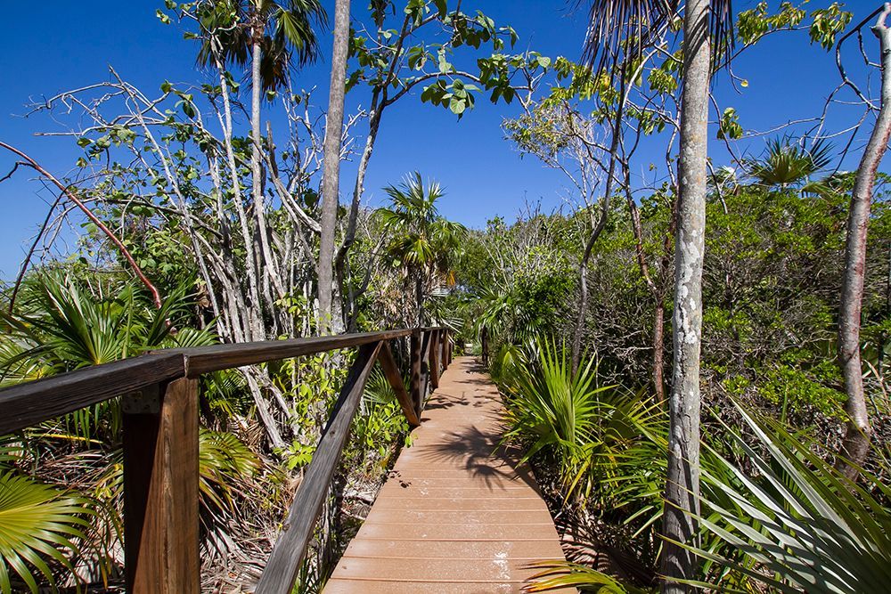 Near to our properties to buy or rent in the Cayman Islands.  Wooden walkway through lush green tropical foliage.