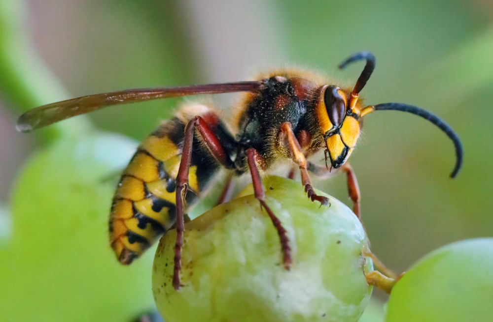Carpenter-Bee-Exclusion