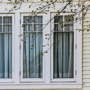 White window with blue curtains behind budding tree branches