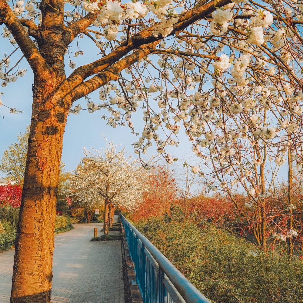 A row of trees with white flowers on them