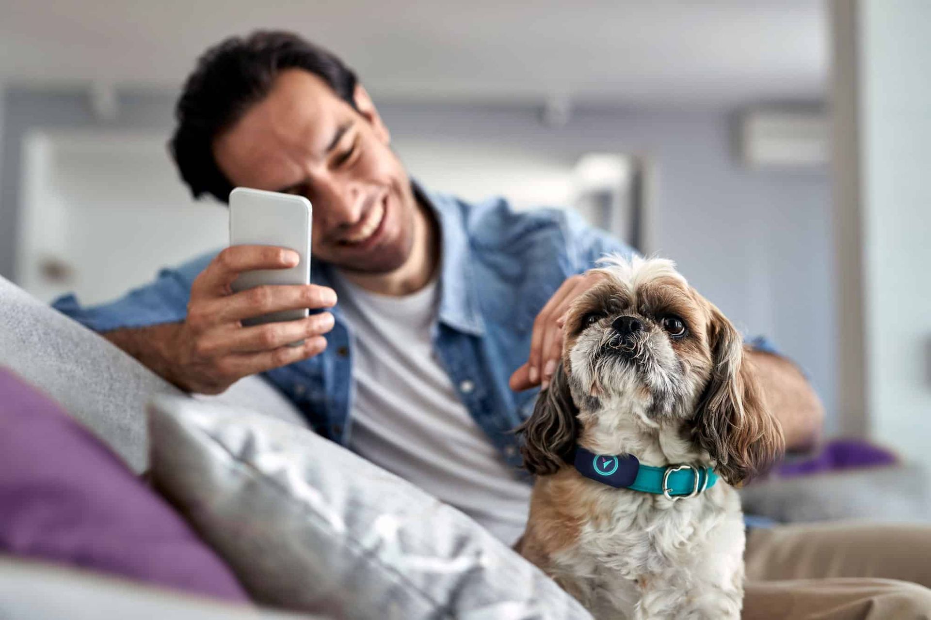 A pet owner using their mobile phone to monitor their shit zhu dog wearing the Voyce biometric veterinary monitoring device.