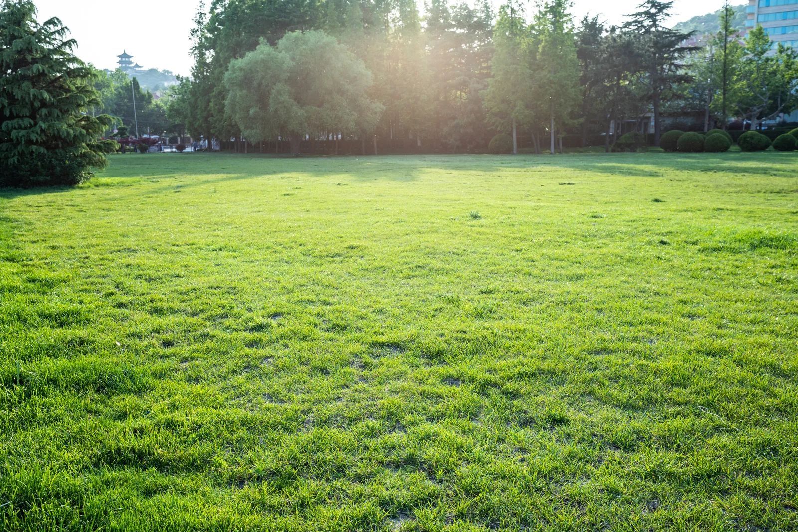 Sunlit green grassy field in a park with trees along the edges