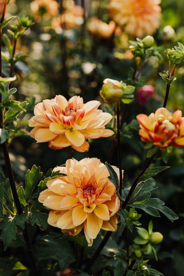 How to Dig and Store Dahlia Tubers Over the Winter