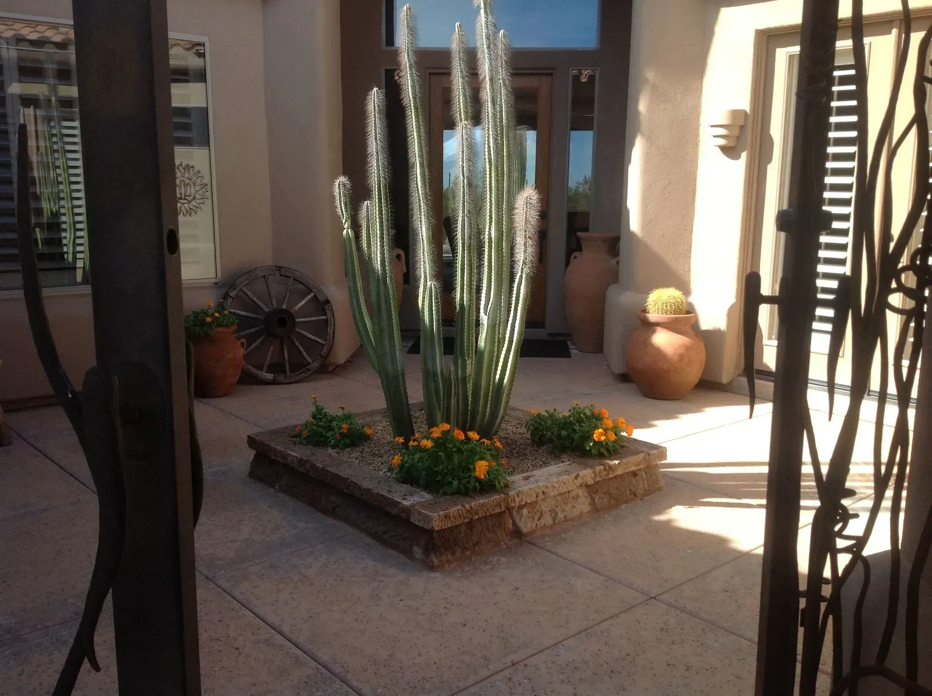Courtyard with a tall cactus planter and orange flowers in sunlight