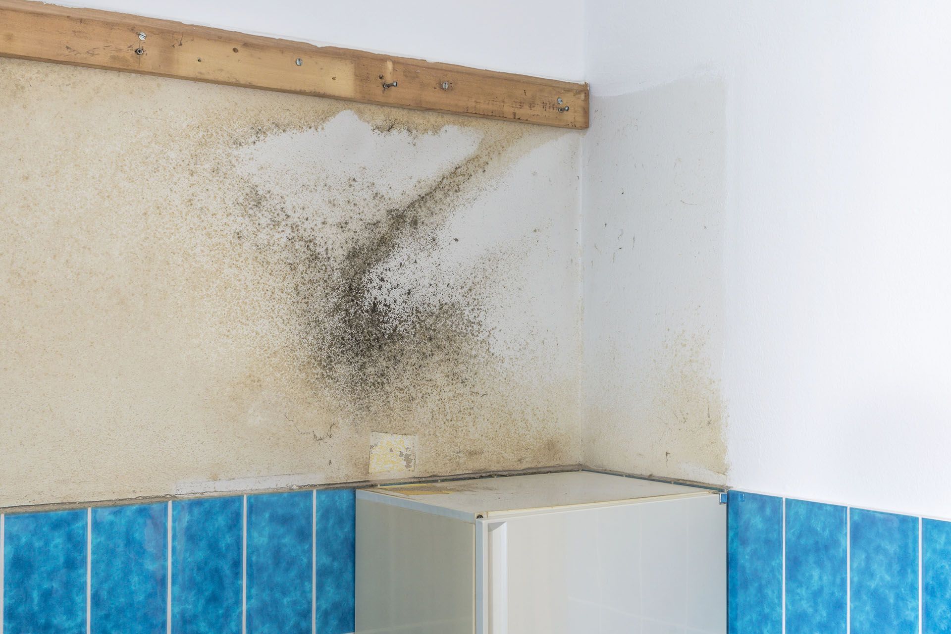 mould growth