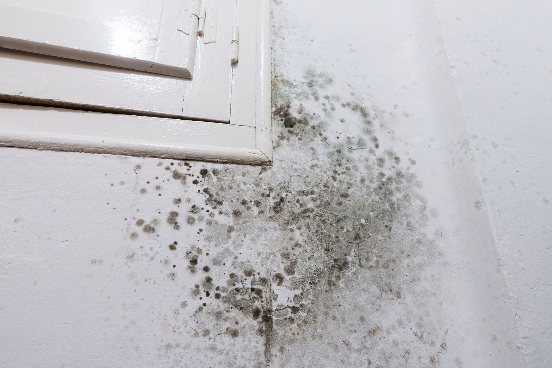 mould on wall