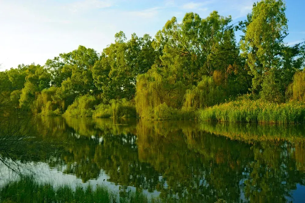 A Calm River Reflects Lush Green Trees — Nelson Keane & Hemingway Lawyers in Wellington, NSW