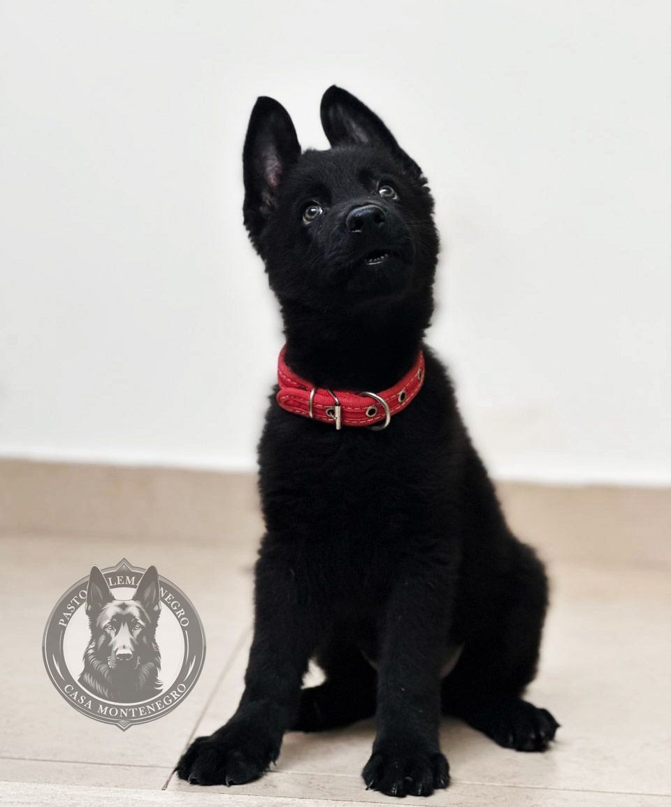 cachorro pastor aleman negro