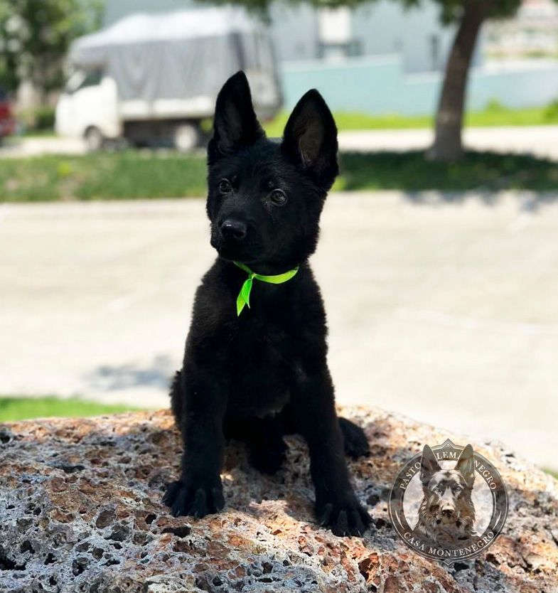 cachorro pastor aleman negro